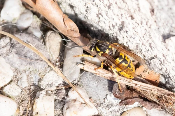 Fermé macro, Abeille isolée sur fond de pierre Éducation et concept naturel — Photo