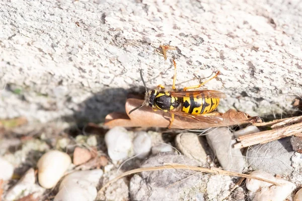 Fermé macro, Abeille isolée sur fond de pierre Éducation et concept naturel — Photo