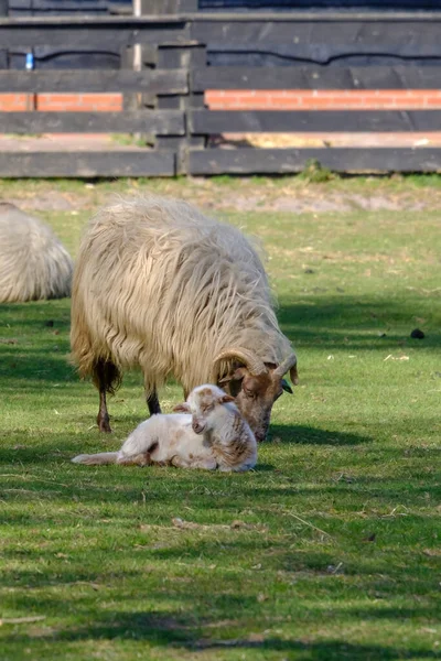 Dutch Heath birka. egy fehér barna bárány boldogan alszik egy napos reggelen a fűben, kis szarvak. Anya birka a háttérben. Friesland, a Neherlands — Stock Fotó