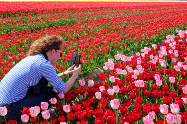 Genç bir kadın, boynundaki kamerayla renkli kırmızı ve pembe lale tarlasında akıllı telefonuyla fotoğraf çekiyor.