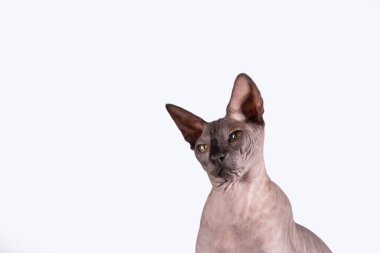 Güzel bir sfenks kafasının portresi, kel bir kedi, beyaz bir arka planda, kopya için yeri var, göze odaklan