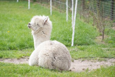 Beyaz Alpaca, yeşil bir çayırda beyaz bir alpaka uzanıyor. Alpaka başı üzerine seçici odaklanma, tüm vücut.