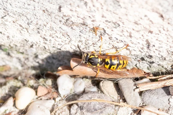 Stängt Upp Makro Bee Isolerad Sten Bakgrund Utbildning Och Naturbegrepp — Stockfoto