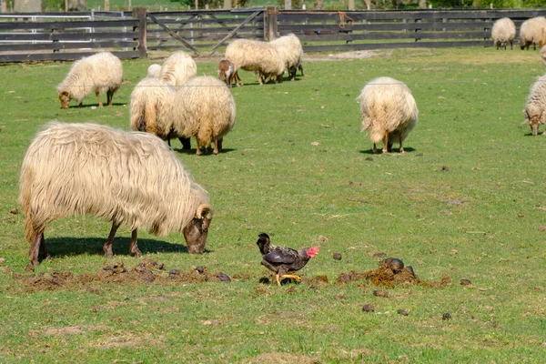 Close Black Rooster Crowing Cock Pecks Lump Shit Selective Focus — Stock Fotó