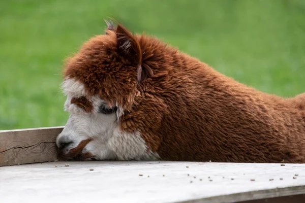 Καστανά Μαλλιά Alpaca Ένα Πράσινο Λιβάδι Τρώει Κομμάτια Επιλεκτική Εστίαση — Φωτογραφία Αρχείου