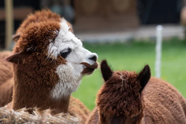 Marrom Branco Alpaca Frente Uma Alpaca Marrom Foco Seletivo Cabeça — Fotografia de Stock