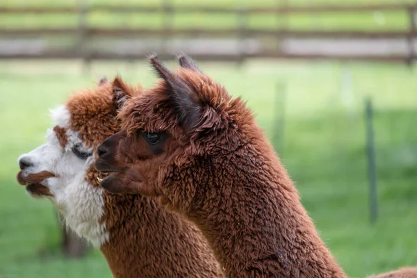 Brown Alpaca Před Bílou Hnědou Alpačou Selektivní Zaměření Oblast Hlavy — Stock fotografie