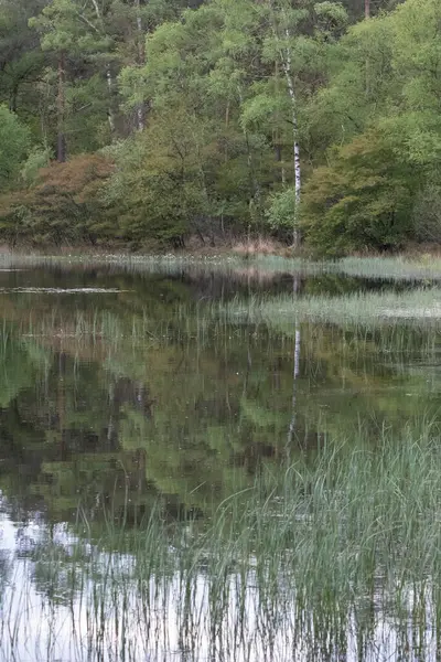 Paesaggio Tranquillo Lago Con Cielo Vibrante Nuvole Bianche Gli Alberi — Foto Stock