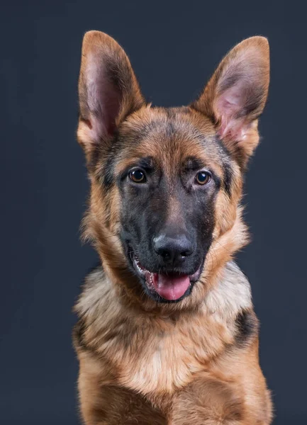 Portrait Berger Allemand Ans Prise Vue Tête Devant Fond Noir — Photo