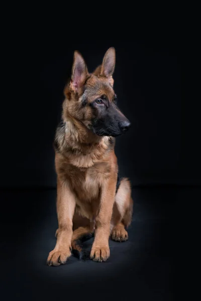 Bir Alman Çoban Köpeği Portresi Yaşında Tüm Vücudu Siyah Arka — Stok fotoğraf