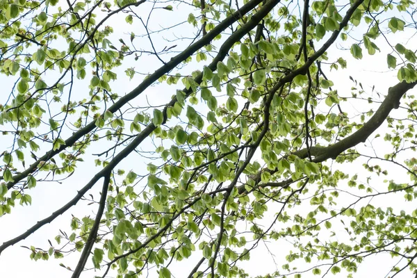 Folhas Verdes Naturais Com Ramos Fundo Branco Primavera — Fotografia de Stock