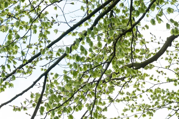 Natural Green Leaves Branches White Background Springtime Stock Image