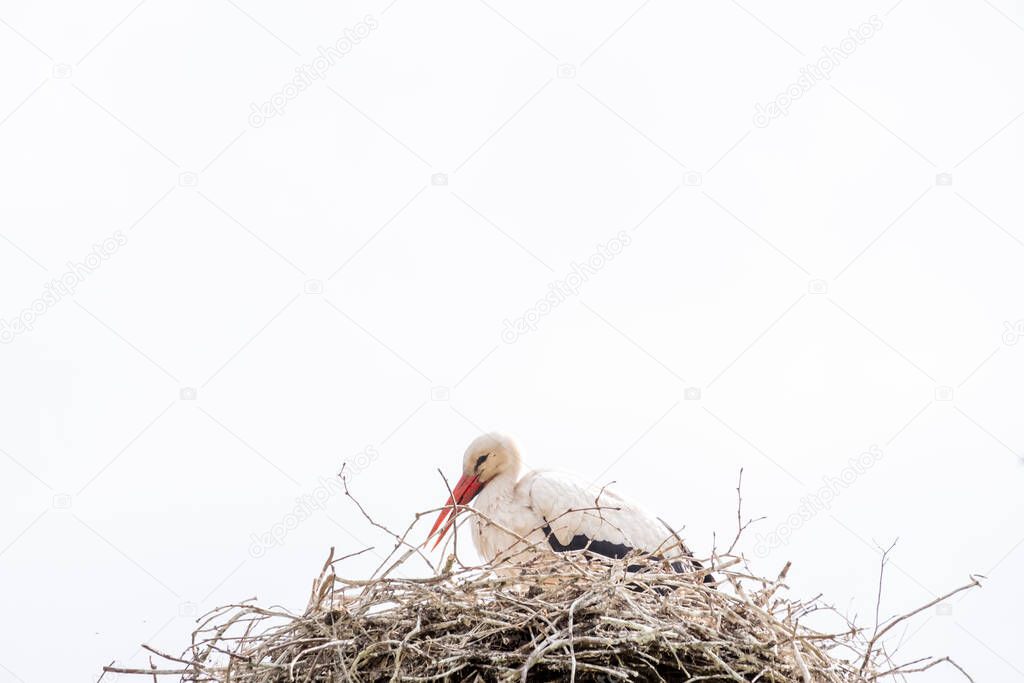 A stork stands in its nest in the spring , white sky in background. copy-space.