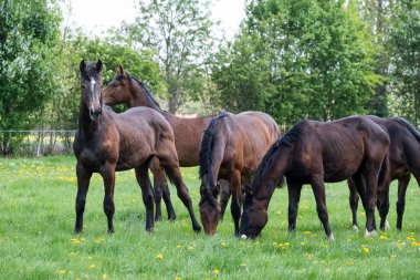 Genç bir aygır sürüsü güneşli bir bahar gününde ilk kez otlağa gider. Mavi gökyüzü. Dörtnala koşmak ve çayırda atlara atlamak. Atlar yetiştiriliyor.