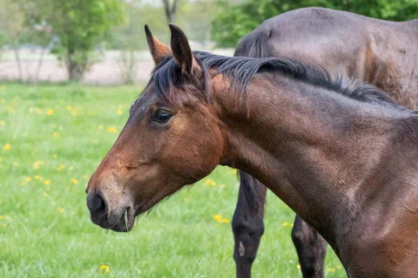 Portré egy fiatal csődörről a legelőn első alkalommal egy napos tavaszi napon. Kék ég. díjlovaglás és ugró ló csődörök a réten. Tenyészló — Stock Fotó