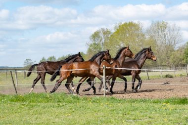 Büyülü doğal manzara. Bir at sürüsü manzarası. Güneşli bir günde. Mavi gökyüzü. Bedava dörtnala koşmak ve çayırda atlayan aygırları göstermek için. Terbiyeli. Hayvanlar. kavram arkaplanı