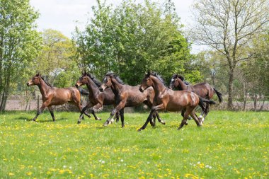 Genç bir aygır sürüsü güneşli bir bahar gününde ilk kez otlağa gider. Mavi gökyüzü. Dörtnala koşmak ve çayırda atlara atlamak. Atlar yetiştiriliyor.