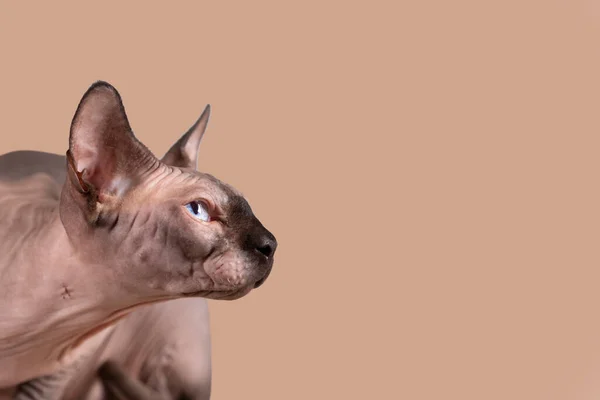 Retrato de una bonita cabeza de esfinge en el interior, gato calvo, sobre un fondo marrón, con espacio para copiar, enfoque en el ojo — Foto de Stock