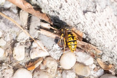 Kapalı makro, taş zeminde izole edilmiş arı eğitim ve doğal konsept.
