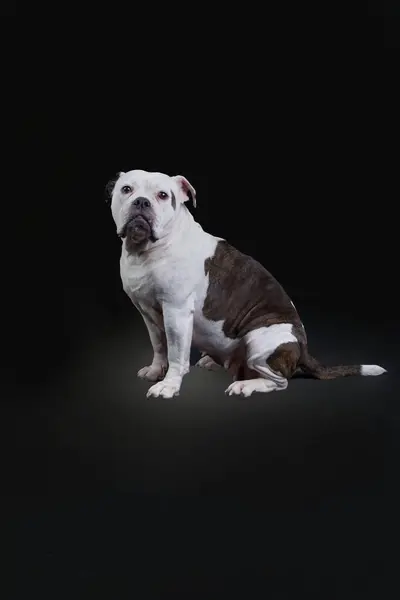 Portret av en stor och vacker gammal engelsk bulldogg ras hund, full längd ser sund in i kameran, på svart bakgrund med kopia utrymme — Stockfoto