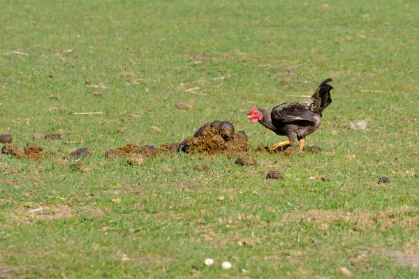 Close-up of black rooster crowing, the cock pecks in a lump of shit, selective focus. grass background — Zdjęcie stockowe