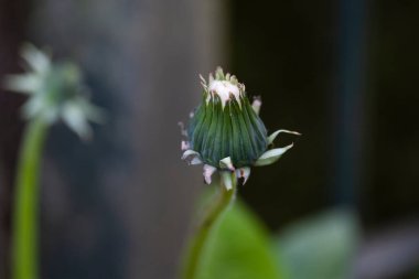 Sarı karahindiba. Karahindiba çiçekleri koyu arkaplanda, seçici odak