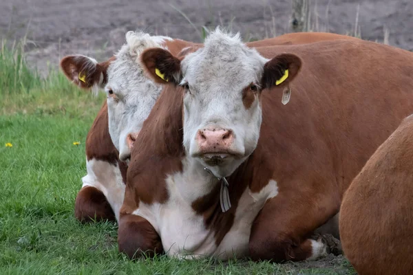 İki kahverengi ve beyaz sığır Hereford Pastureat 'te Ruminating, kameraya bakıyorlar.