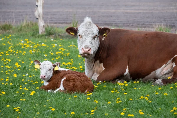 Kahverengi ve Beyaz Sığır Hereford annesi ve buzağısı Pastureat 'ta, kameraya bakıyorlar.