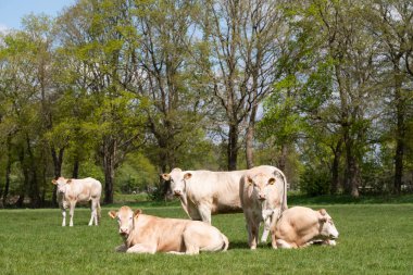 Hollanda kırsalındaki bir otlakta yaşayan meraklı beyaz Charolais sığır sürüsü. İnek kuyrukta dikilip kameraya bakarken