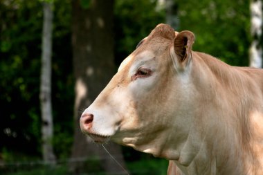 Beyaz bir Charolais sığır kafası yan görüşte, Hollanda kırsalında bir çayır, doğal arka plan