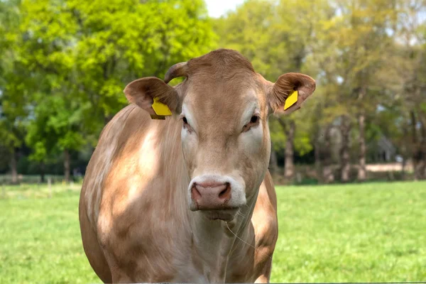 Una cabeza de ganado vacuno Charolais blanco en frente, en un pasto en un campo holandés, Fondo verde natural —  Fotos de Stock