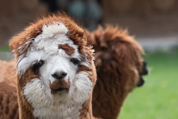 Bruin Witte Alpaca Voor Een Bruine Alpaca Selectieve Focus Kop — Stockfoto