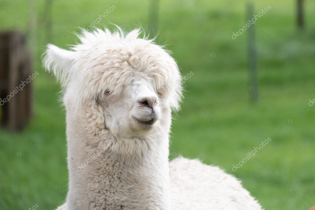 White Alpaca, a white alpaca in a green meadow. Selective focus on the head of the alpaca.