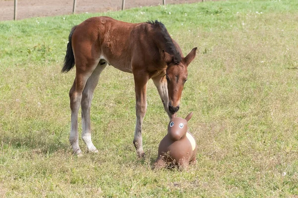 Petit Poulain Brun Jouant Avec Animal Skippy Dans Herbe Verte — Photo