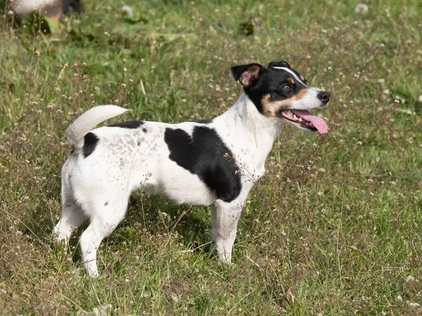 Negro Blanco Jack Russell Terrier Pie Campo Con Lengua Fuera —  Fotos de Stock