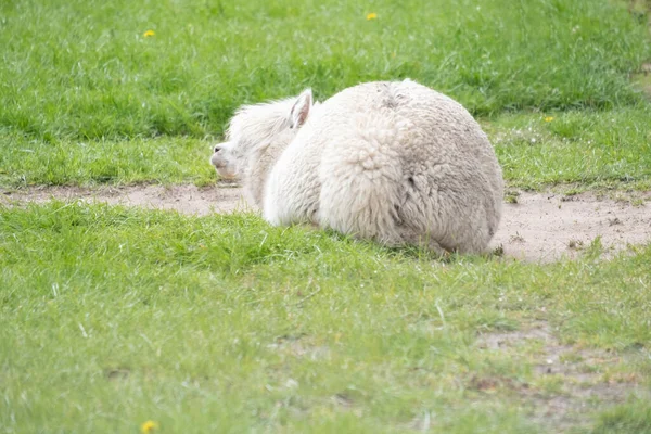Alpaga Blanc Alpaga Blanc Allonge Dans Une Prairie Verte Focus — Photo