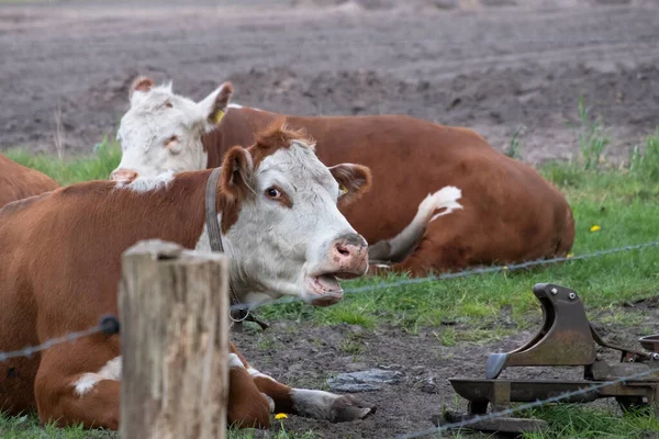 Dos Ganado Hereford marrón y blanco rumiando en Pastureat, están mirando a la cámara —  Fotos de Stock