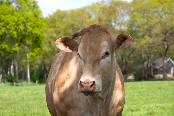 Una cabeza de ganado vacuno Charolais blanco en frente, en un pasto en un campo holandés, Fondo verde natural —  Fotos de Stock