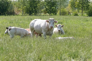 Hollanda kırsalındaki bir otlakta yaşayan meraklı beyaz Charolais sığır sürüsü. İnek kuyrukta dikilip kameraya bakarken.