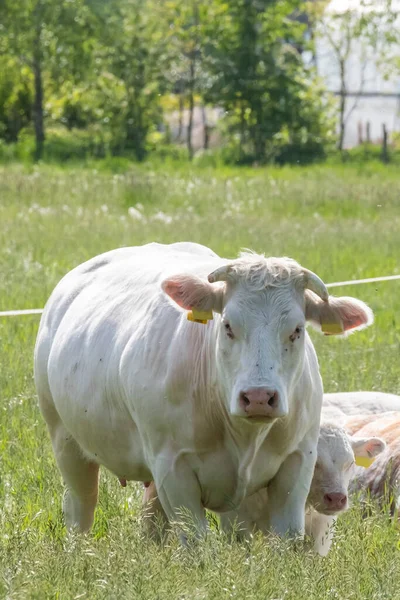 Manada Curiosos Vacunos Blancos Charolais Pastizal Campo Holandés Con Las —  Fotos de Stock