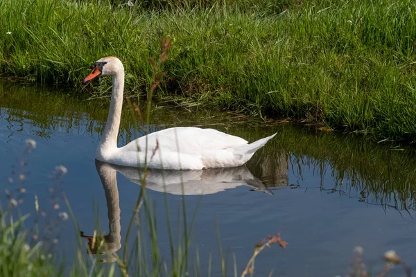 オレンジのくちばしを持つ1つの白い白鳥は 池で泳ぐ 水の中の反射 背景に草 太陽は羽に輝き — ストック写真