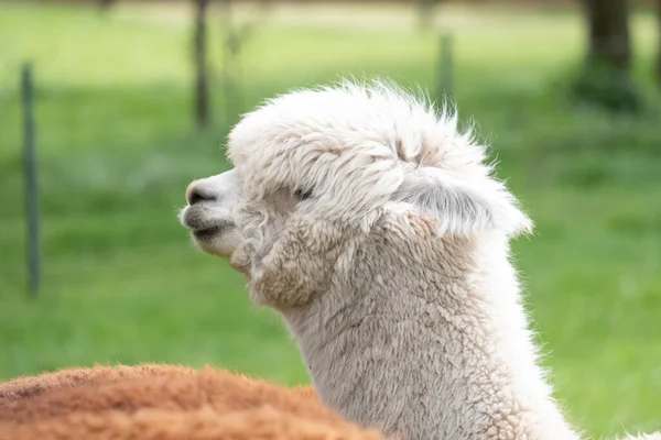 Alpaca Blanca Una Alpaca Blanca Prado Verde Enfoque Selectivo Cabeza — Foto de Stock