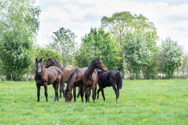 Genç bir aygır sürüsü güneşli bir bahar gününde ilk kez otlağa gider. Mavi gökyüzü. Dörtnala koşmak ve çayırda atlara atlamak. Atlar yetiştiriliyor..
