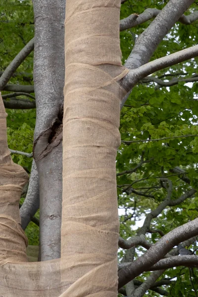 With Jute, beech trees where the light intensity has been changed by grubbing neighboring trees are protected against drying out, but also against sunburn.