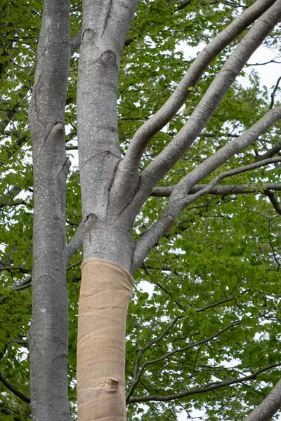 Jute Ile Birlikte Kayın Ağaçları Işığın Yoğunluğunun Kurtlanmış Komşu Ağaçlar — Stok fotoğraf