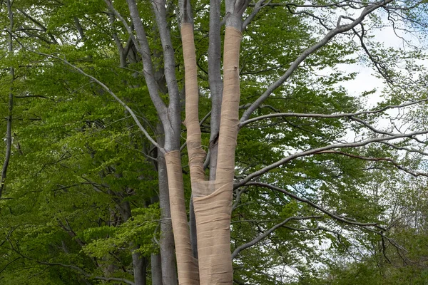 Jute Ile Birlikte Kayın Ağaçları Işığın Yoğunluğunun Kurtlanmış Komşu Ağaçlar — Stok fotoğraf