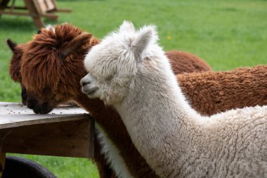 Beyaz alpaka, iki kahverengi alpaka önünde beyaz alpaka. Beyaz alpaka başındaki seçici odaklanma.