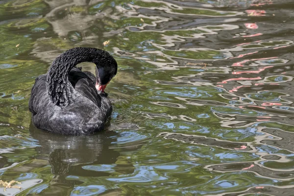 One black swan with red beak, swim in a pond. The swan itches with its beak in its feathers. Reflections in the water.