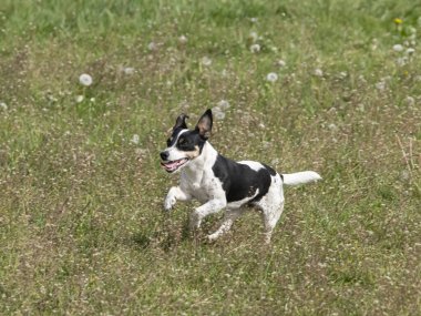 Genç siyah beyaz Jack Russell Terrier bir tarlada koşuyor..