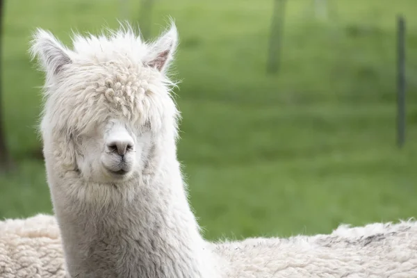 White Alpaca Ein Weißes Alpaka Auf Einer Grünen Wiese Selektiver — Stockfoto